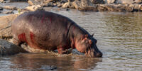 A Survivor - Hippopotamus