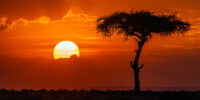 Acacia Tree Sunset Kenya