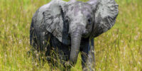 African Elephant Calf