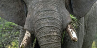 African Elephant Portrait