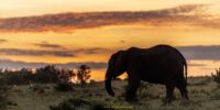 African Elephant Sunrise