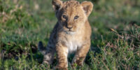 African Lion Cub