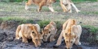 African Lion Cubs and Play and Drinking