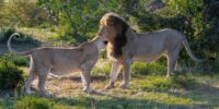 African Lions Flirting