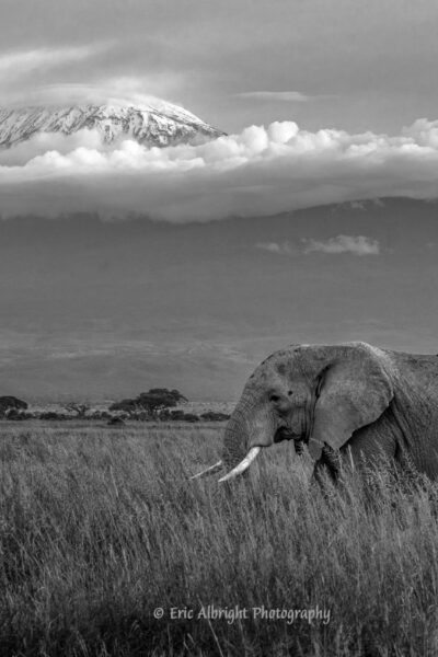Amboseli Elephant