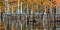 Autumn Cypress Reflections