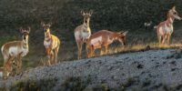 Badlands Pronghorn