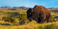 Baldlands Bison