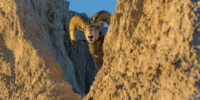 Bighorn Eye Contact Badlands