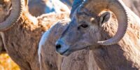 Bighorn Sheep Closeup