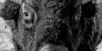 Bison Portrait Black and White