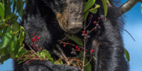 Black Bear In A Cherry Tree