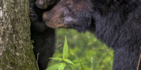 Black Bear Mother and Cub