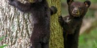 Black Bear Siblings Smokies