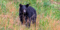 Black Bear in the Rain