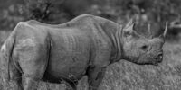 Black Rhinoceros Bull Black and White