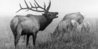 Black and White Bull Elk