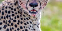 Bloody Cheetah