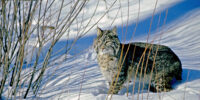 Bobcat In Snow