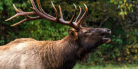 Bugling Bull Elk