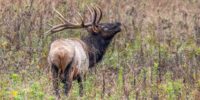 Bull Elk Bugling