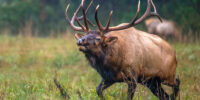 Charging Bull Elk