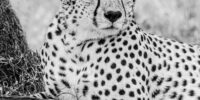 A male cheetah is reclining on the ground, resting against a tree with a contemplative gaze. The photograph is monochrome, emphasizing the detailed pattern of spots on the cheetah's fur and the texture of the grass and tree bark.