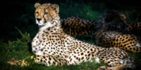 Cheetah Portrait