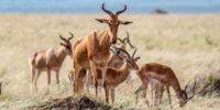 Coke's Hartebeest Stands Guard