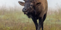 Coming Out of the Mist Bull Elk