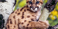 Cougar Cub Aspen Tree