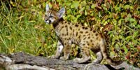 Cougar cub in autumn