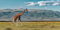 Crossing the Plain - Reticulated Giraffe