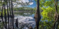 Cypress Reflections