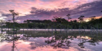 Dawn Over the Cypress