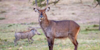 Defassa Waterbuck