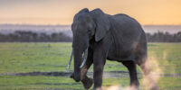 Dust Up At Sundown - African Elephant