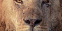 Face of a Warrior King - African Lion