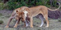 Family Bonds - African Lioness