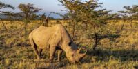 First Light on Black Rhinoceros Bull