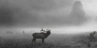 Foggy Morning Elk