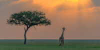 Giraffe at Sunset