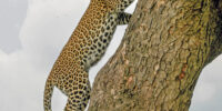 Going Home - Female Leopard