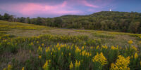 Goldenrods at Sunset - Blue Ridge Parkway