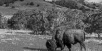 Grazing Bison Badlands