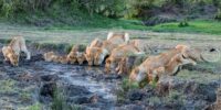 Hammerkop Pride - African Lion