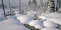 Heavy Snow In Yellowstone