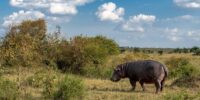 Hippopotamus Bull Landsacpe