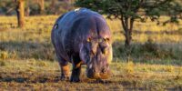 Hippopotamus Bull Out of Water