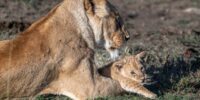 I'll Just Rest Here Mom - African Lion Cub